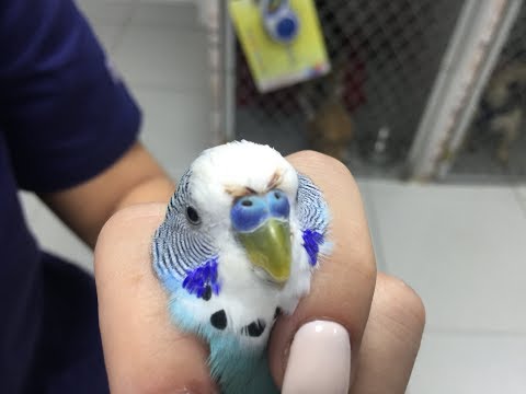 Попугая укусил кот. Лечение и последствия