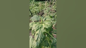 Amaranthus retroflexus....🍃🍀☘️