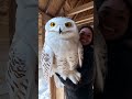 Big Birds ЁЯЩД Birdslover Ukbirds Big Birds ЁЯЩД Birdslover Ukbirds
