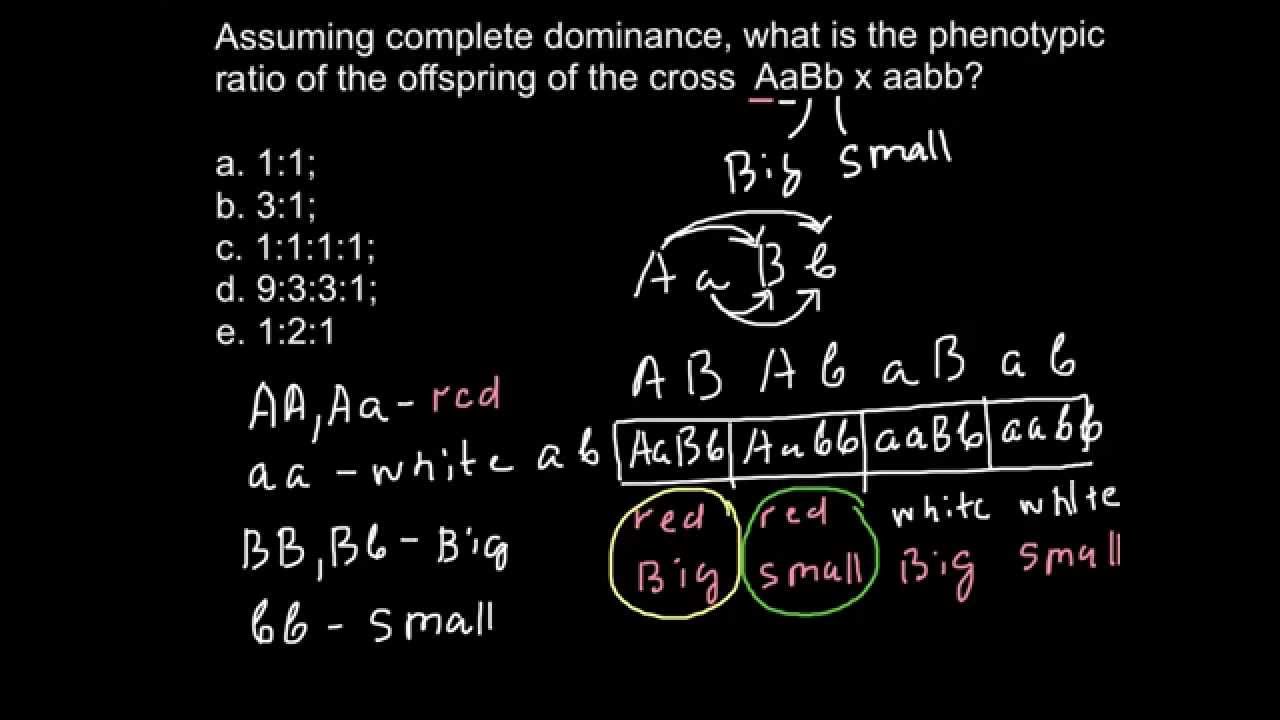 How To Find A Phenotypic Ratio Of A Cross Dihybrid With Double Homozygous Recessive Youtube