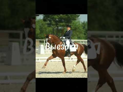 Виды конного спорта (не все)