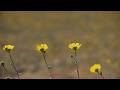 California's Death Valley blooms with wildflowers