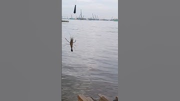 tiếp tục lên con tôm nữa nhe mọi người #cauca#song#chê miền tây