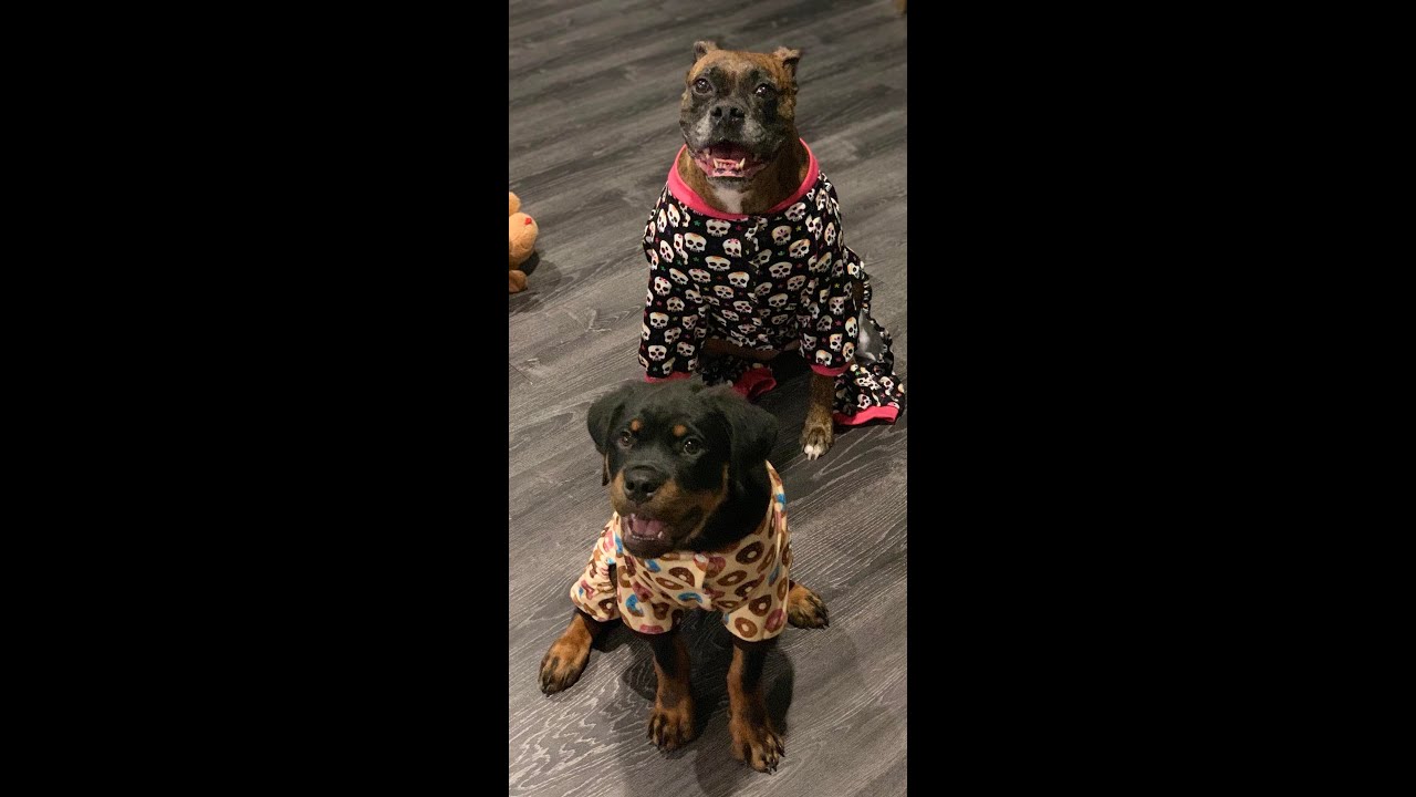 Dorian the Rottweiler & Abby Halloween doggy costumes 2019 YouTube