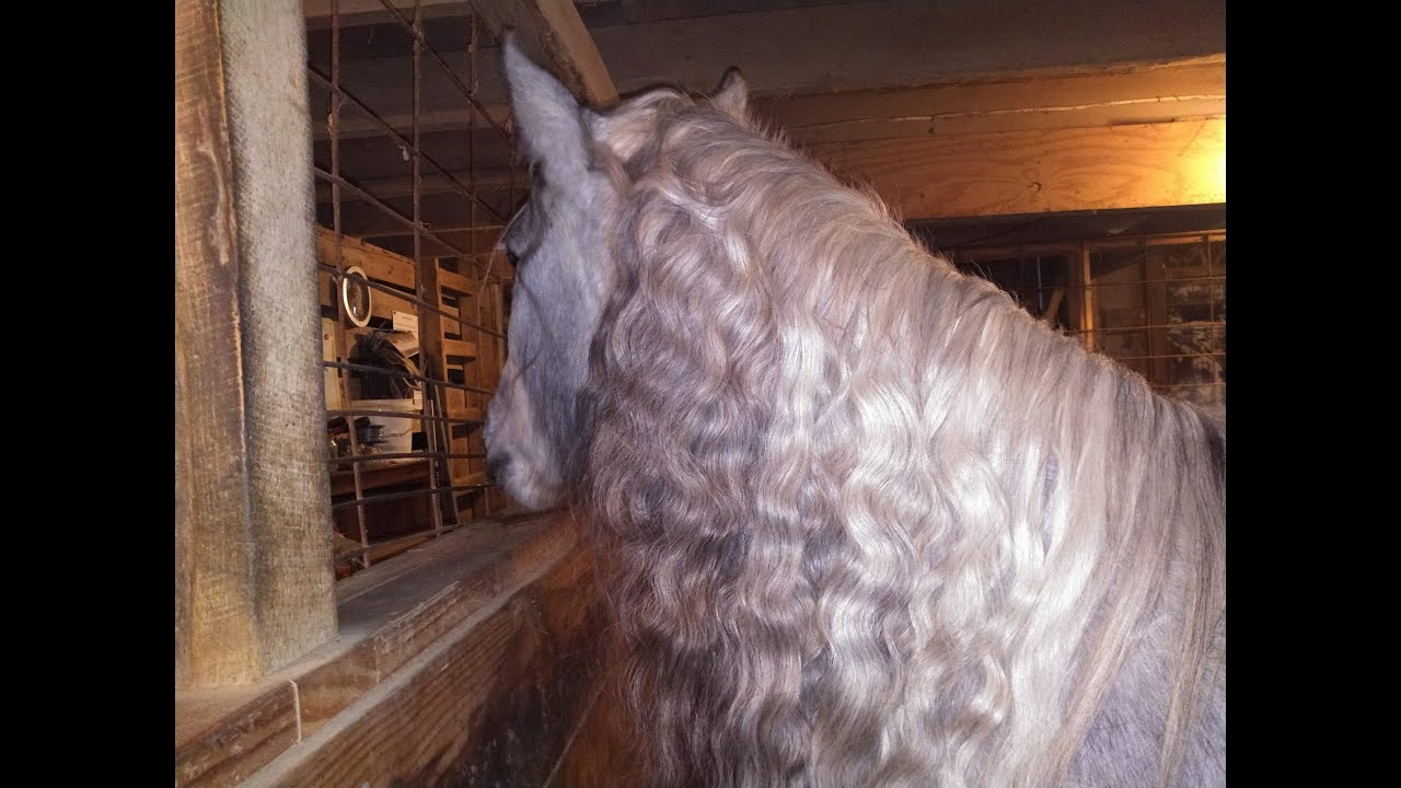 How to Care for your Horse's Mane so it looks it's Best!
