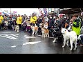 秋田犬パレード1回目アメッコ市2018年2月10日