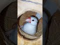 java breeding season 2025 - 26 #shorts #birds #java