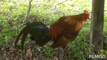 kv tus qaib qus pom 2 hawj2 lm nawb