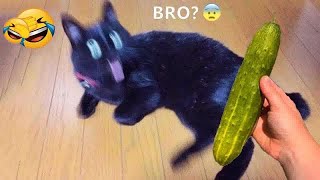 😂❤️ New Funny Cats and Dogs Videos 😘😂 Best Funny Animals 2024 #12