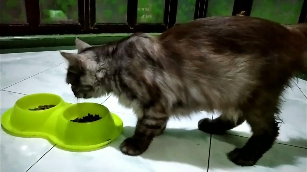 mother-cat-after-giving-birth-youtube