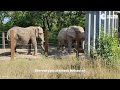 10 worst zoos for elephants  2 kansas city zoo