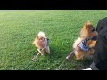 Pomeranians Stella and Senna having treats 🐶🍗🐶🍖