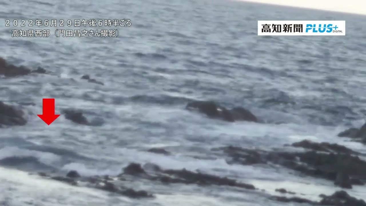 動画】「絶滅」ニホンカワウソか？最終確認から50年近く高知県
