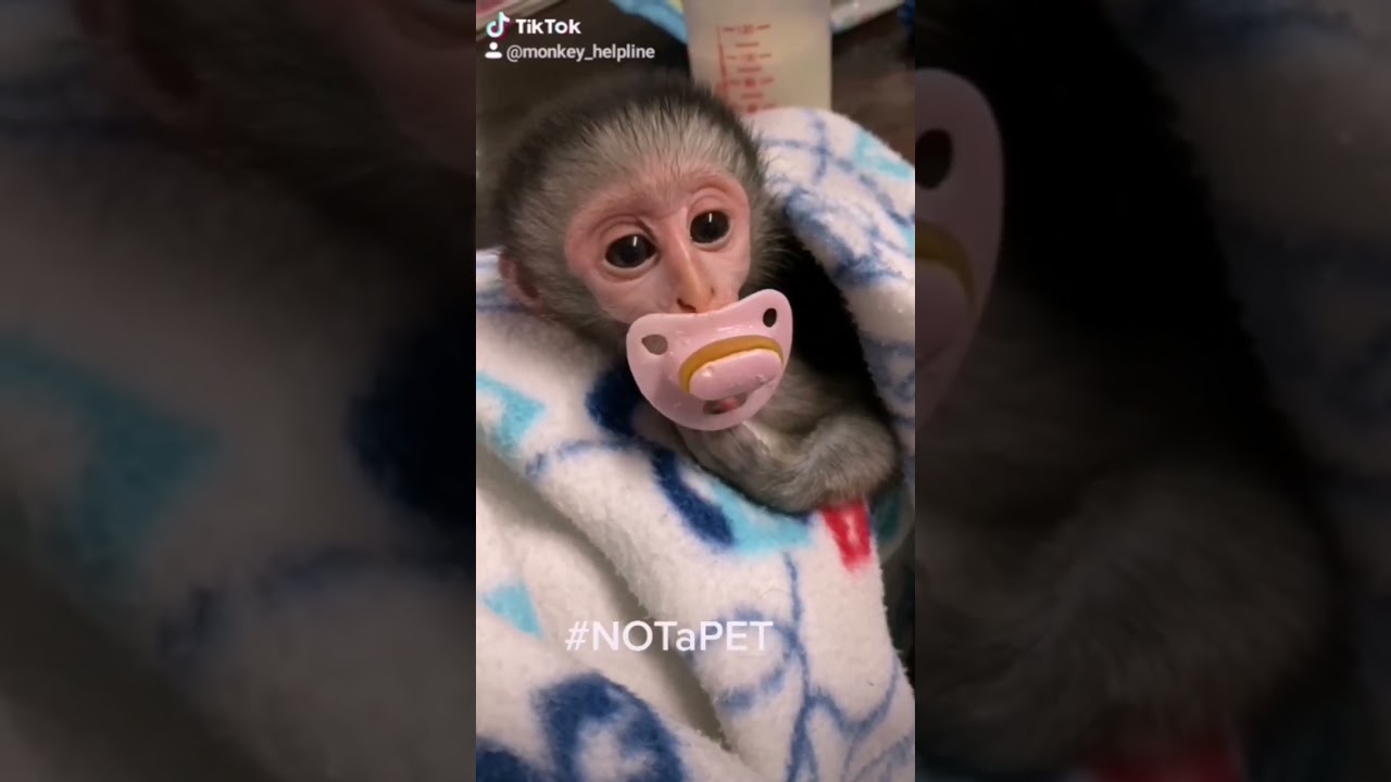 Orphaned vervet monkey rescued by Monkey Helpline Volunteer Project