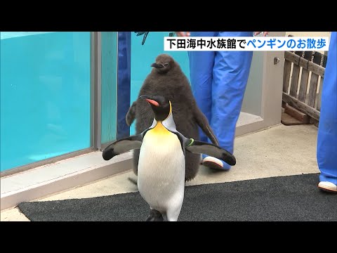ペンギンのお散歩 下田海中水族館 - YouTube