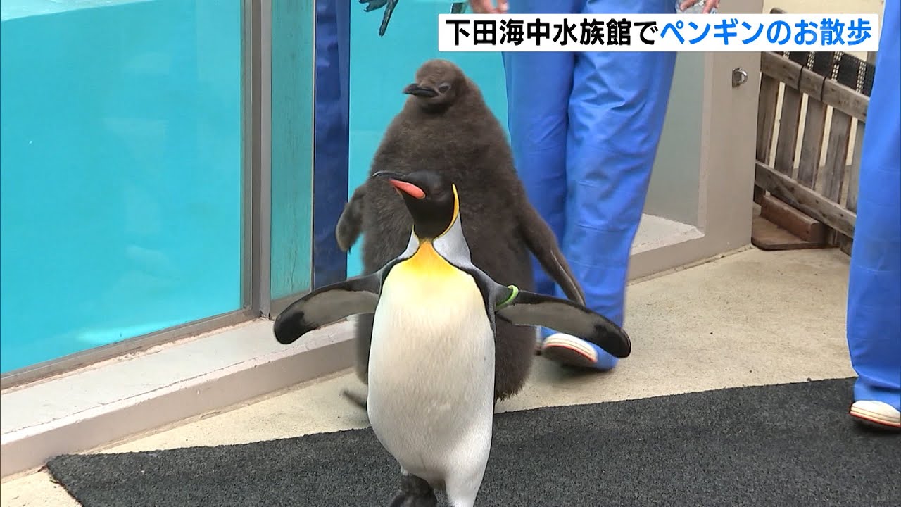 ペンギンのお散歩 下田海中水族館 - YouTube