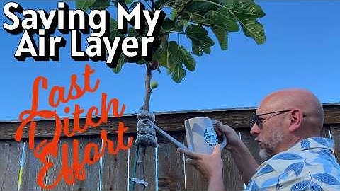 I-258 Air Layer Last Ditch Effort: Can Azos Save My Air Layer