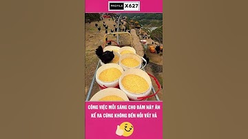 Cũng Không Vất Vả Lắm #giaitri #thinhhanh #clipvui #funny