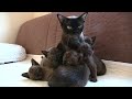 Brown Burmese Kittens 15 04 20 の動画、YouTube動画。