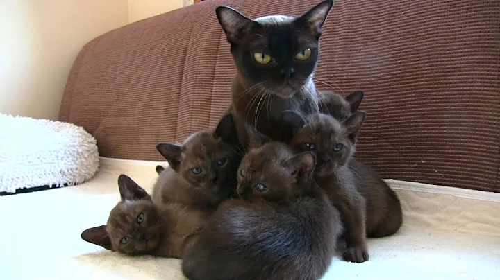 Video 1214181: burmese kitten, brown burmese