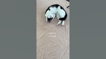 She feels GOOD! Agnes + catnip - silly tuxedo cat