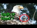 Hawk raised by Eagles - The complete Story