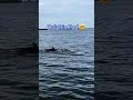 Watch!  Dolphin pod next to our boat #youtubeshorts #dolphins #florida #fyp ##oceanlife