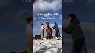 Mischievous US Horses Crack Up Everyone On The Ranch 🤣#WesternHumorHorses #USFarmHorseFun