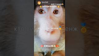 Марк А4 СДЕЛАЛ ЭТО с Риви😱 #tiktok #shorts #бибизяна #бибизяны #monkey #роблокс #манки #а4 #влада4