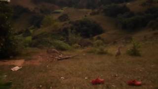 Bella Bruna- A Vida Simples Im- Vcs Sabem Q Animal É Esse?