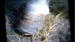 Polly- geliebt, vermisst, verloren