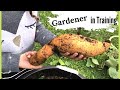 Sweet Potato Harvest 2020 /Talented Guten Yardening Trainee! Urban Backyard Container Garden Harvest