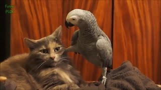 смешная кошка и приставучий попугай прикольное видео смешная кошка и приставучий попугай прикольное видео