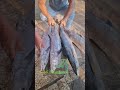 JAZAN WHOLSALE FISH MARKET Seafood JAZAN WHOLSALE FISH MARKET Seafood