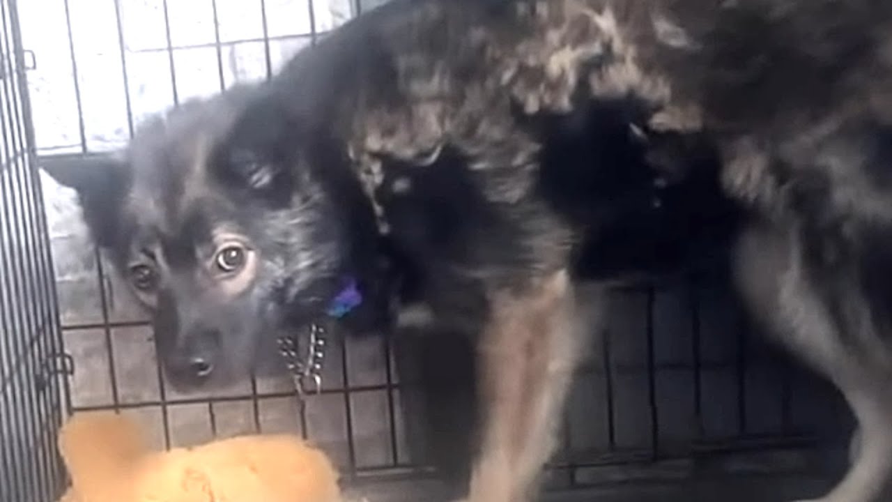 Feral dog was terrified of woman so she took him home