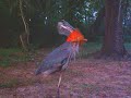 Great Blue Heron Eats My Koi