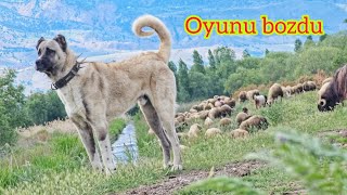 ZALIM KURDUN PUSUSUNU ENGELLEDİ ~KURDU GÖRÜNCE SÜRÜYÜ BEKLEYEN KÖPEK Mİ PEŞİNE GİDEN KÖPEK Mİ?