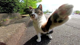 自分から擦り寄ってくるけど撫でると時々「さわるな!」みたいな態度の野良猫が面白い
