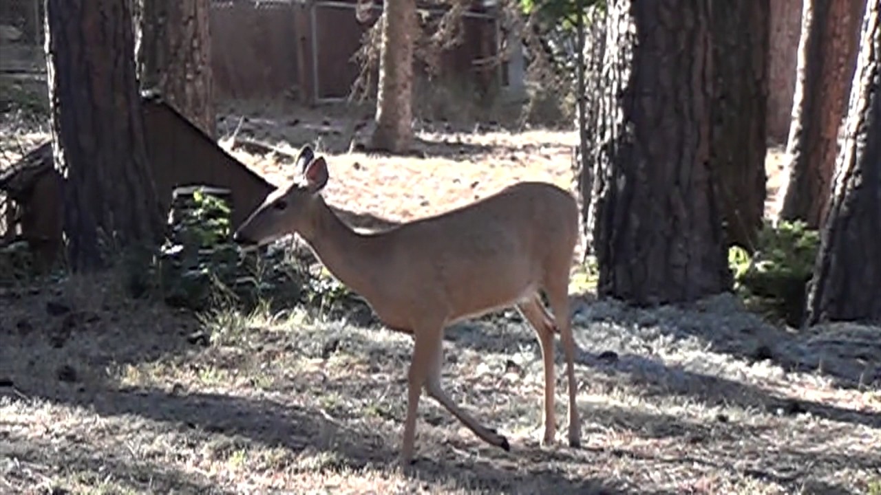 Reflection (Spoken Word Poem)