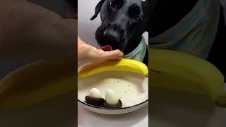 Puppy Eating Banana and Egg