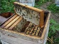 осенняя гибель пчел - основная причина, не правильная работа с пчелами в августе