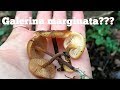 ГАЛЕРИНА ОКАЙМЛЕННАЯ или ФЛАММУЛИНА: как отличить? Да похожи ли? Galerina marginata vs Flammulina