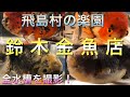 鈴木金魚店【飛島村の金魚屋】2020年2月