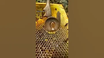 عسل نحل حالات واتس 