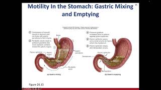 Chapter 26 Digestive System Part 1 SC3