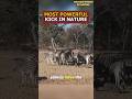 Zebra - Nature's Most Powerful Kick