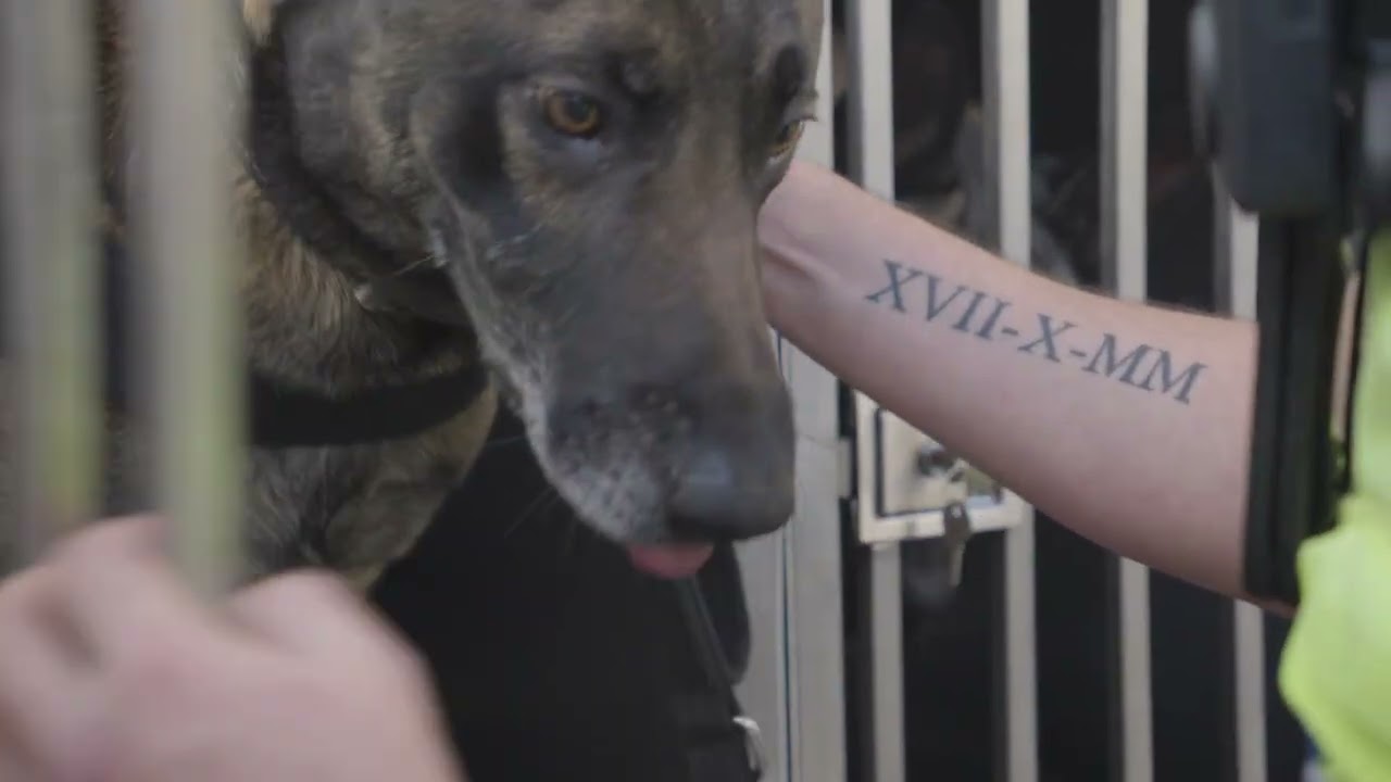 Portretvideo Nick en Ace, Nimo Dog Security, station Maastricht, voor VVNL - klik om video af te spelen