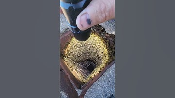 Thousands of Bees in a Chimney!