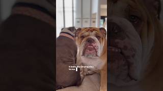Monday has officially been renamed Grumpyday 🐾 #monday #mood #bulldog #vibe