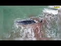 Beached whale dies on florida sandbar prompting shark warning swimming ban